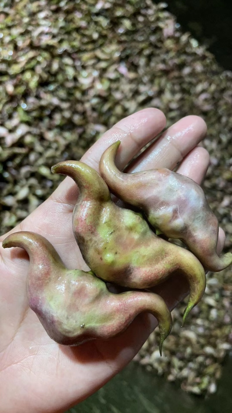 菱角新鲜二青菱角皮薄肉厚鲜甜可口*主要粉糯