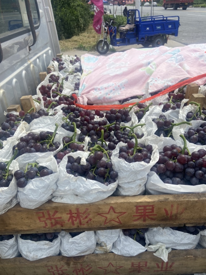 精品茶淀玫瑰香葡萄