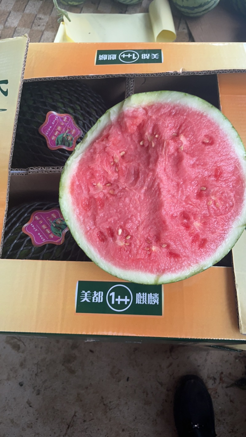 【无籽西瓜】广东雷州现货供应头茬包熟包甜无水晶瓜现场挑瓜