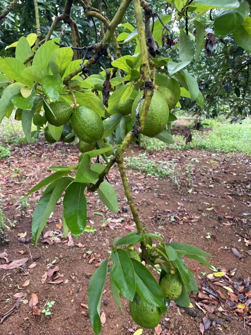 海南产牛油果即食新鲜水果鳄梨一级熟果树上熟宝宝辅食坏包赔