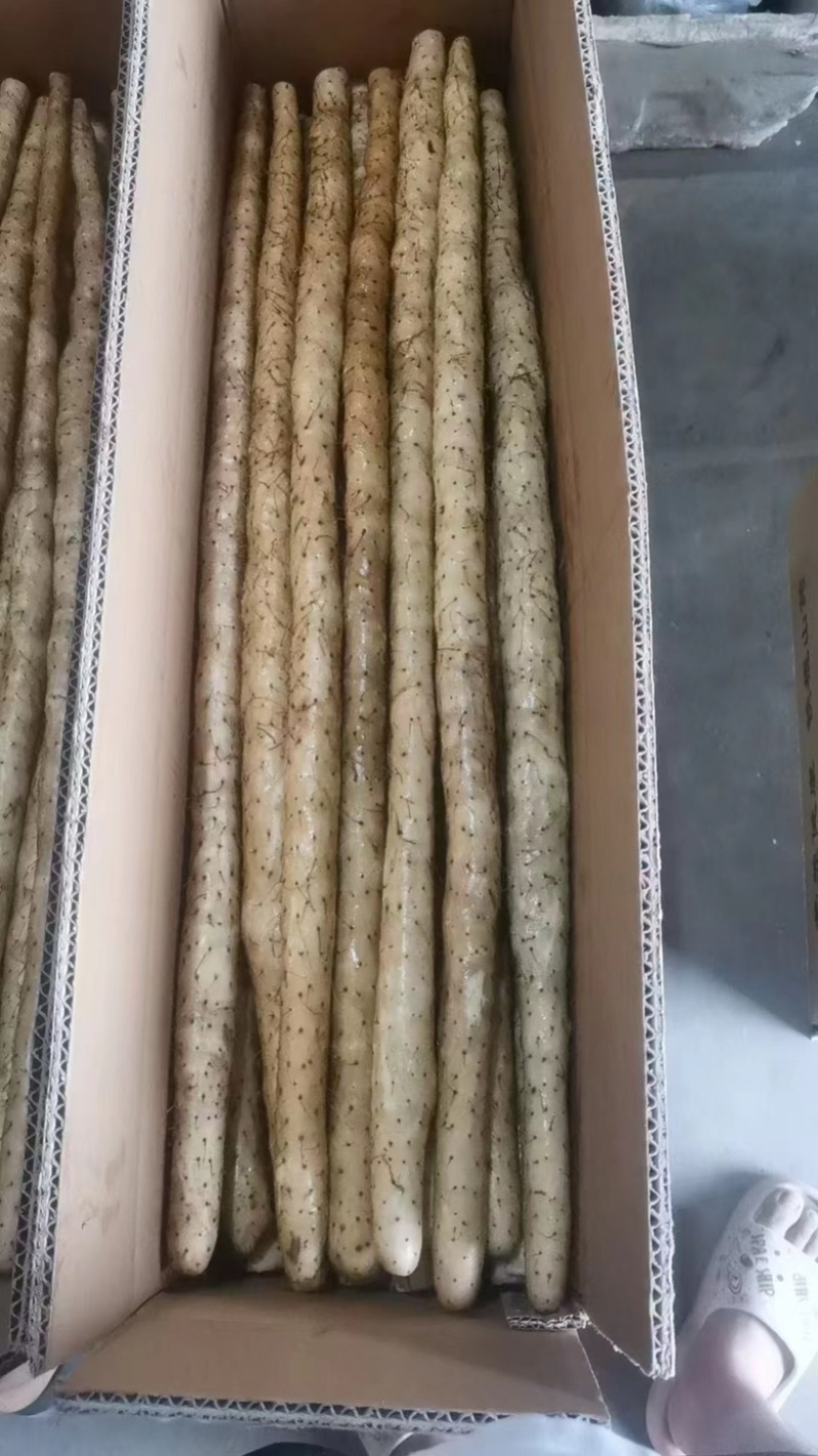 河北精选铁棍山药品质保障产地直发可以放心合作