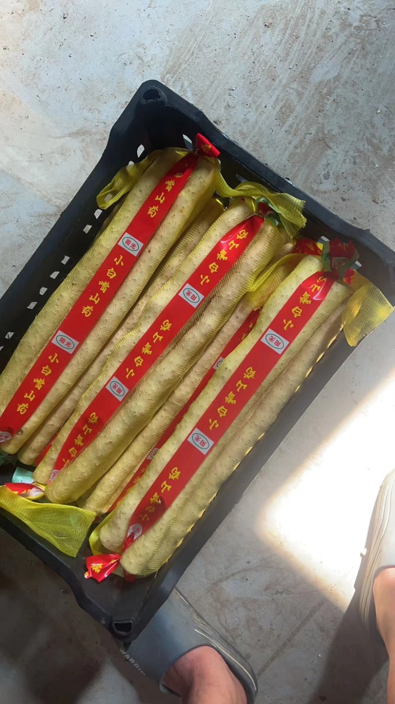河北精选铁棍山药品质保障产地直发可以放心合作