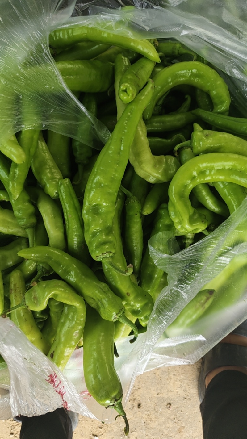 大量出售黄皮椒