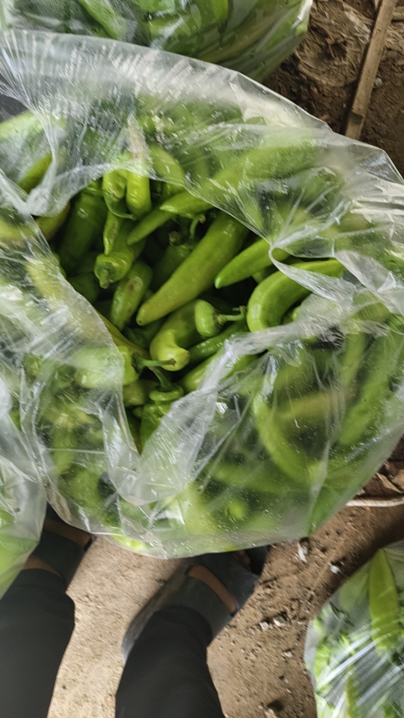 大量出售黄皮椒