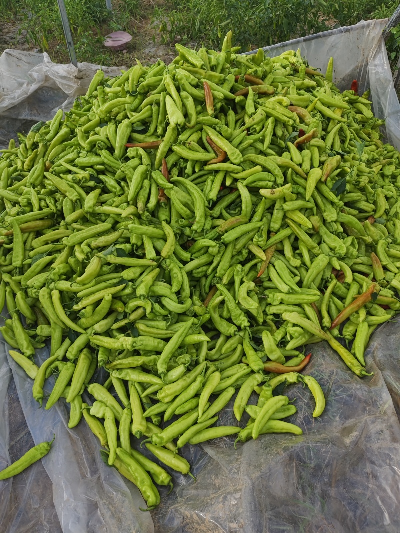 大量出售黄皮椒