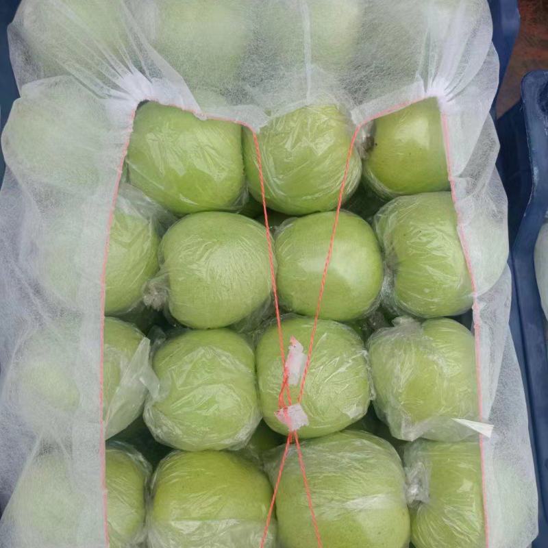 金帅苹果大量上市