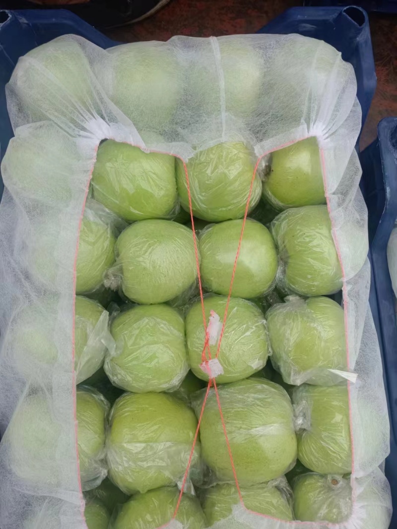 金帅苹果大量上市