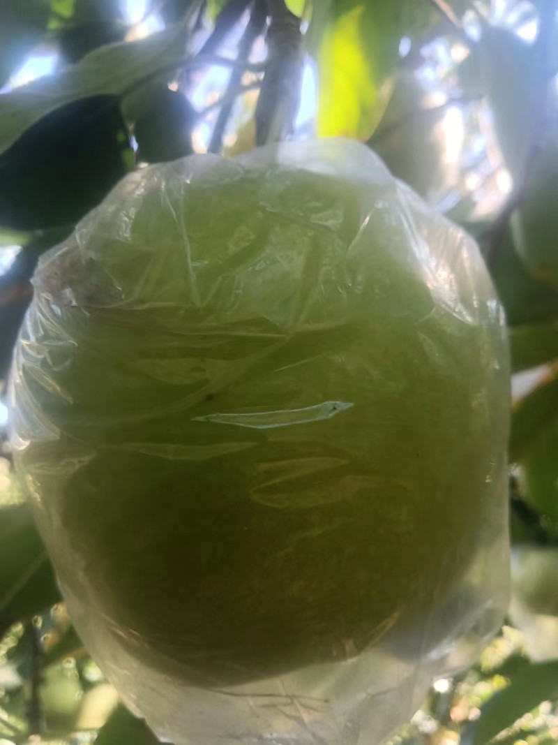 金帅苹果大量上市