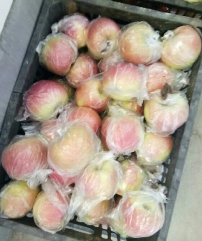 美八苹果上市75mm以上膜袋产地大量供应