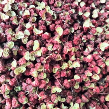 四川花椒大红袍花椒今年新货茂汶花椒货源充足量大从优