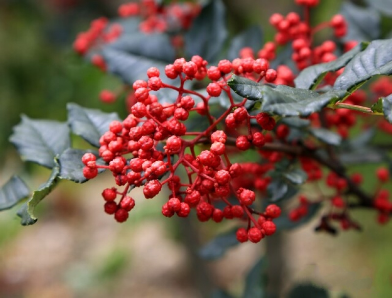 四川花椒大红袍花椒今年新货茂汶花椒货源充足量大从优