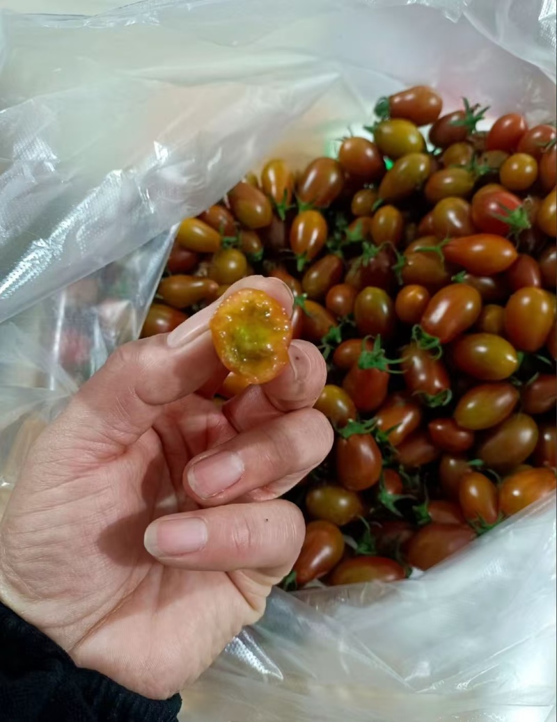花生圣女果苗红花生黄花生紫花生小番茄苗抗病毒糖度高