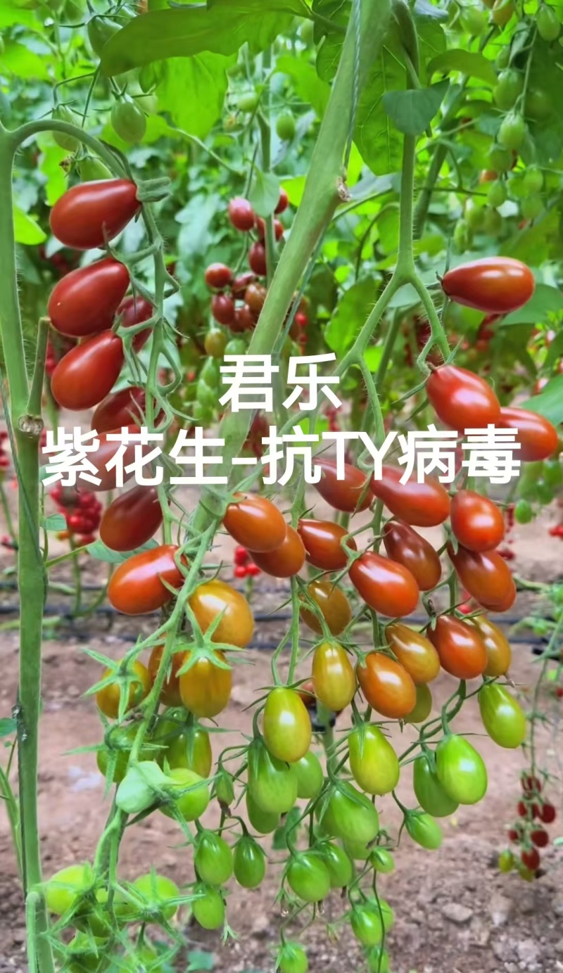 花生圣女果苗红花生黄花生紫花生小番茄苗抗病毒糖度高