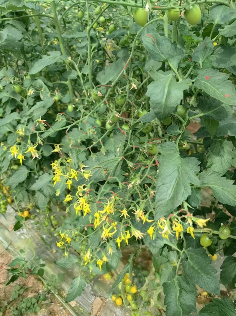 花生圣女果苗红花生黄花生紫花生小番茄苗抗病毒糖度高