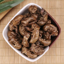 蝉蜕精品原产地直供货源充足保障