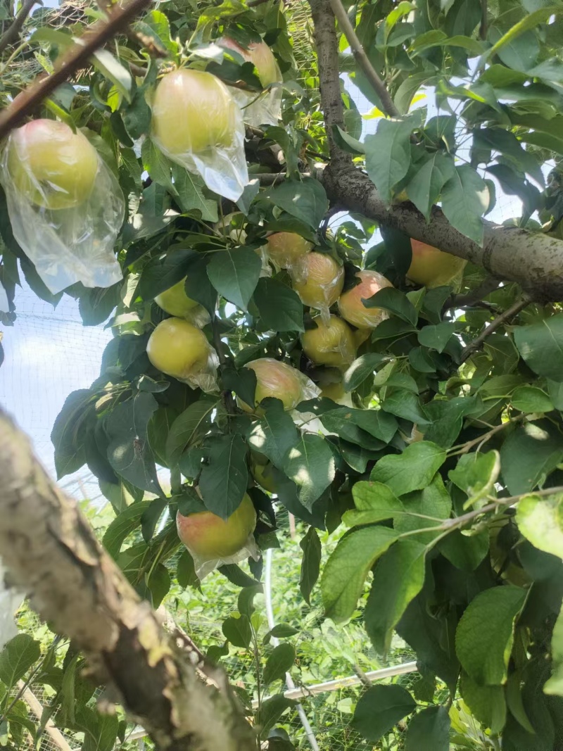 江苏丰县大沙河早熟苹果大量上市