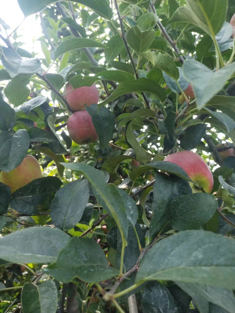 江苏丰县大沙河早熟苹果大量上市