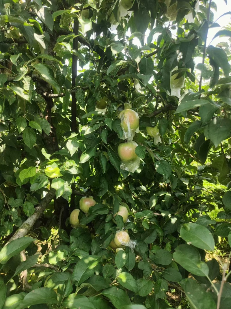 江苏丰县大沙河早熟苹果大量上市