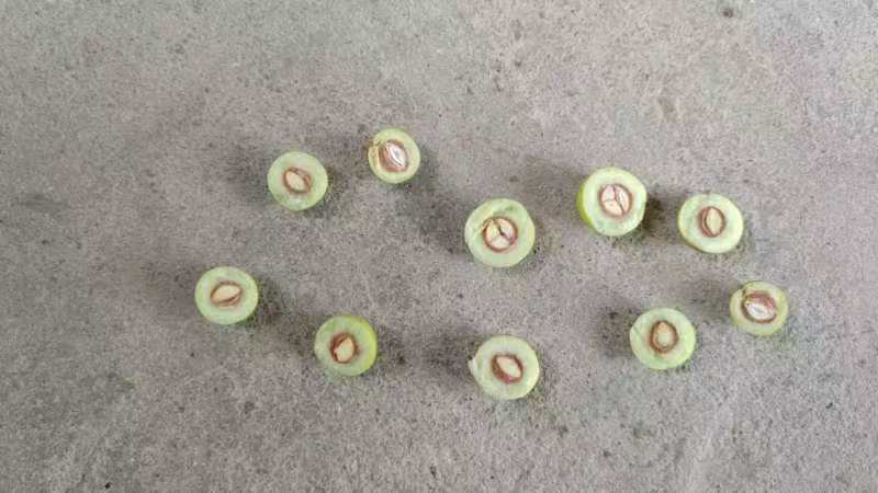 鲜枣泡酒前的切开处理过程