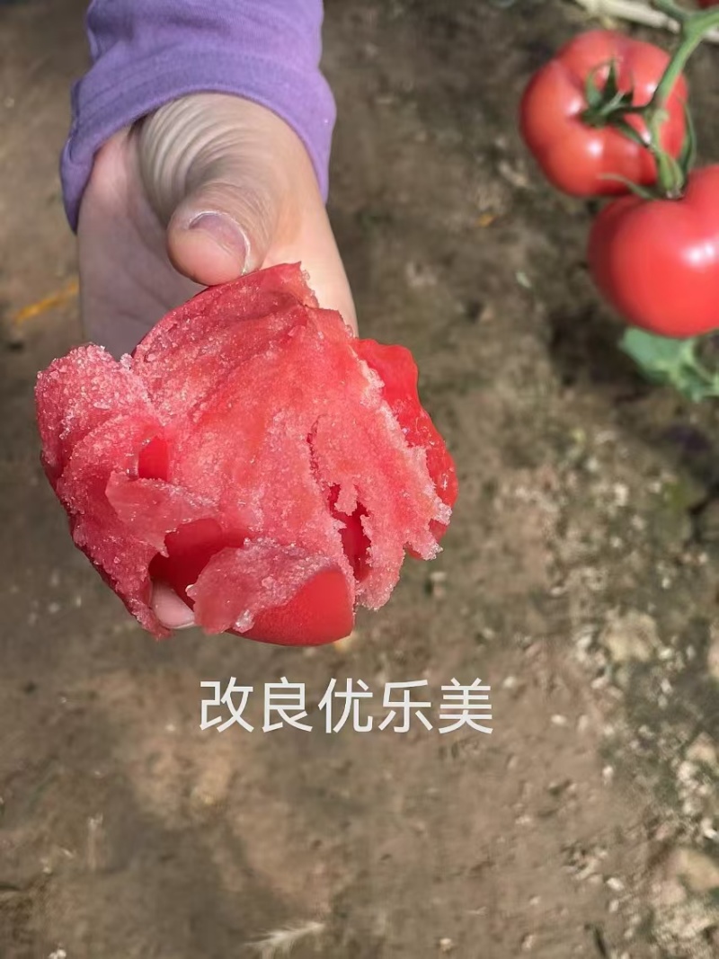 普罗旺斯优乐美口感大粉西红柿苗薄皮沙瓤口感好小时候的