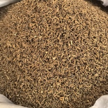 柴胡藏柴胡多种规格有货供应七彩百草中药材批发