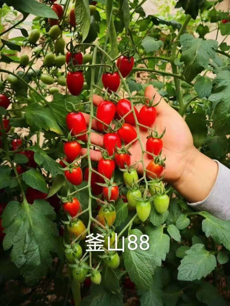 抗病毒圣女果苗各种颜色小番茄苗糖度高花絮多产量高