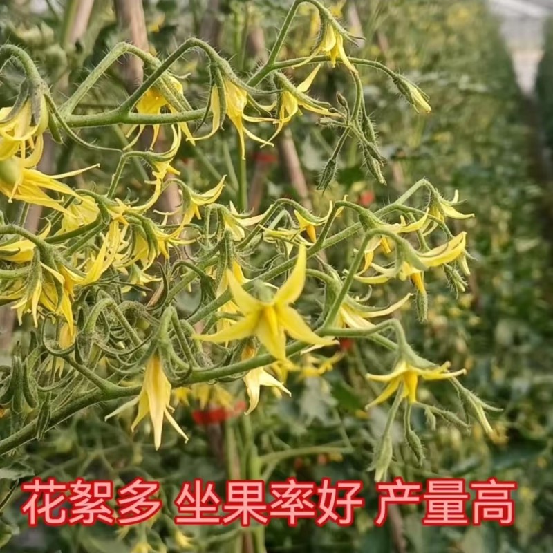 抗病毒圣女果苗各种颜色小番茄苗糖度高花絮多产量高