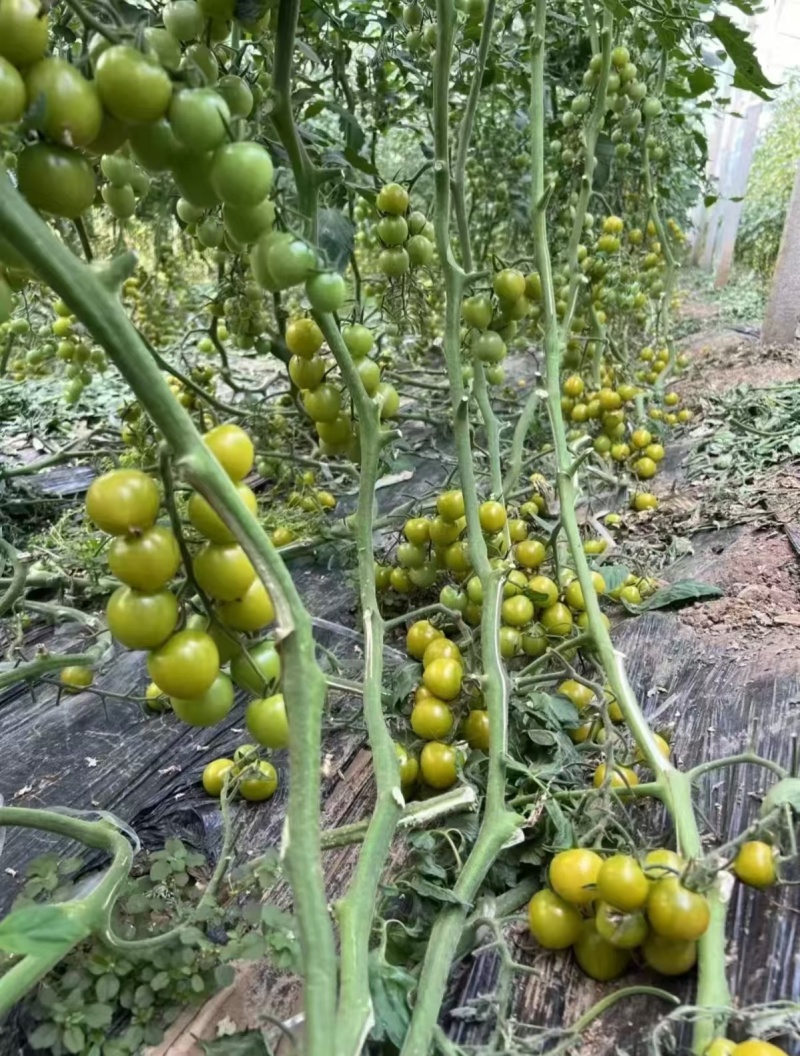 抗病毒圣女果苗各种颜色小番茄苗糖度高花絮多产量高