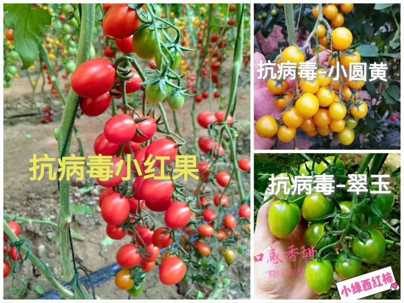 抗病毒圣女果苗各种颜色小番茄苗糖度高花絮多产量高