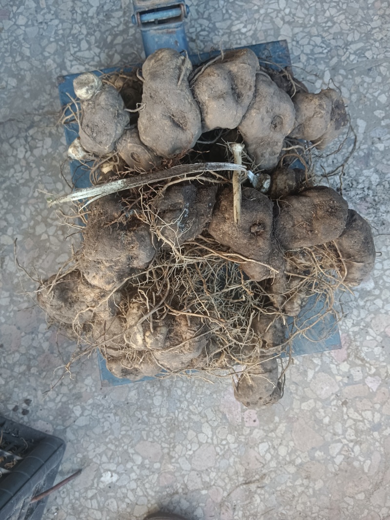 黄精鲜货，姜形多花药食同源九制黄精野生货带根须，