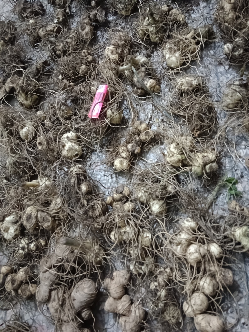 黄精鲜货，姜形多花药食同源九制黄精野生货带根须，