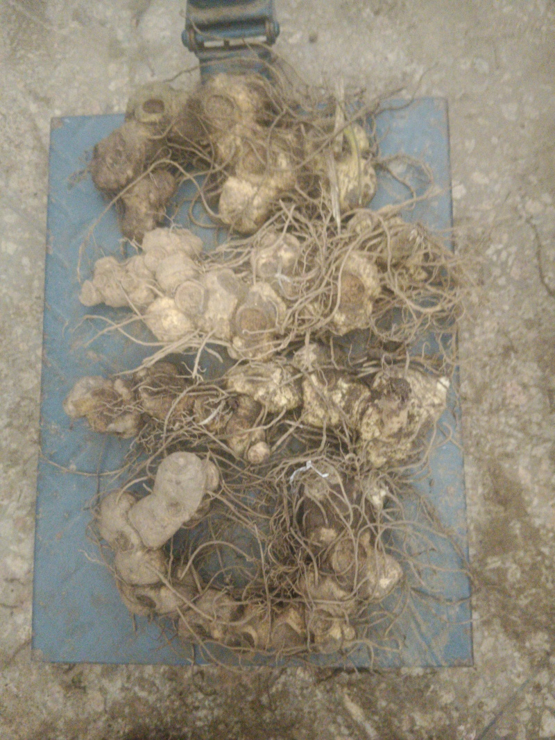 黄精鲜货，姜形多花药食同源九制黄精野生货带根须，
