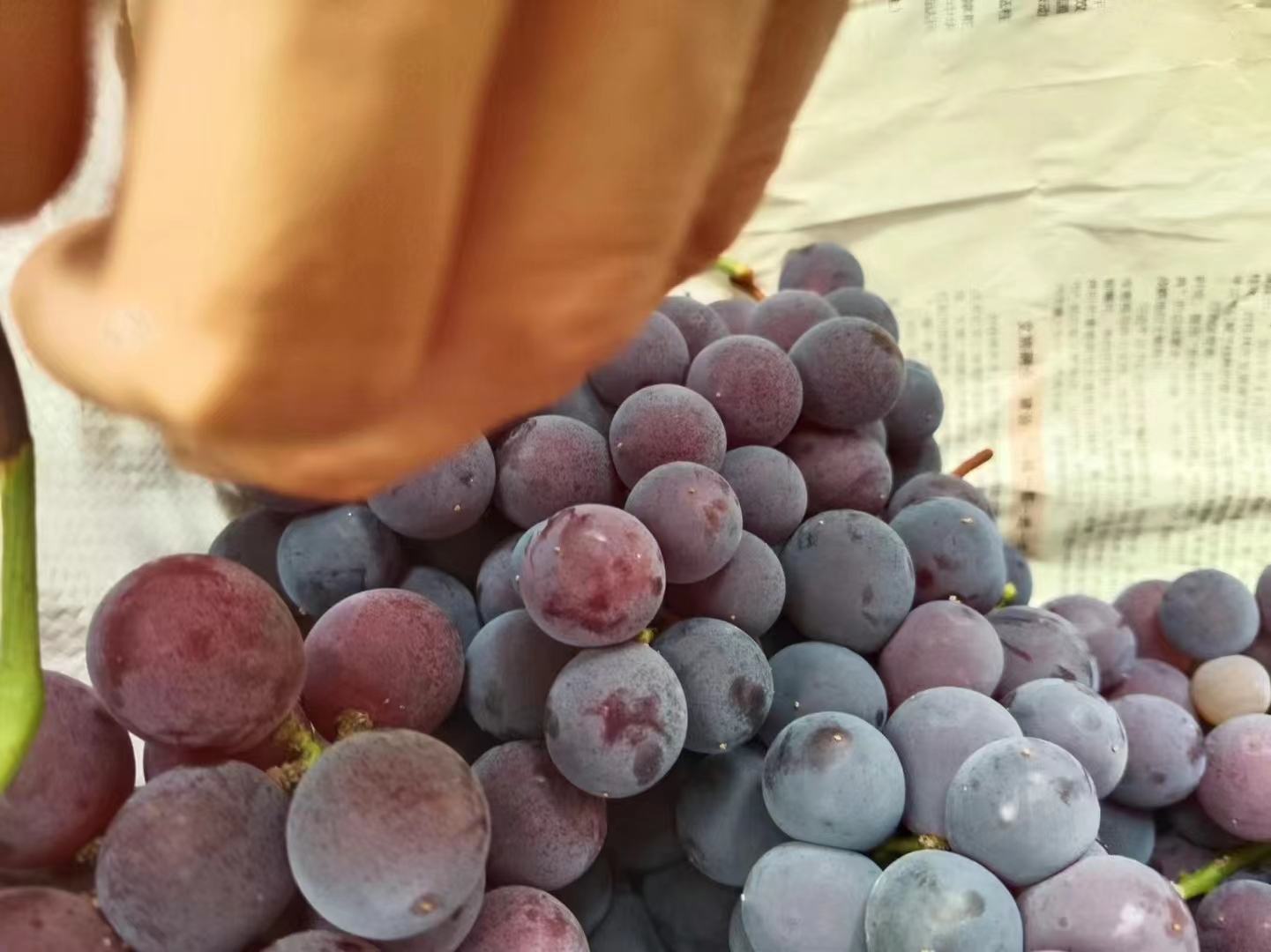 龙眼巨峰葡萄切片展示果肉