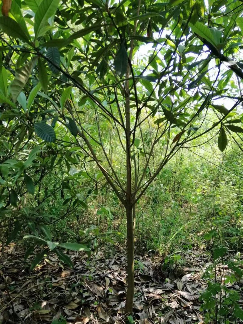 3cm到10cm高杆枇杷树移植苗圃绿化用苗