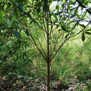 3cm到10cm高杆枇杷树移植苗圃绿化用苗