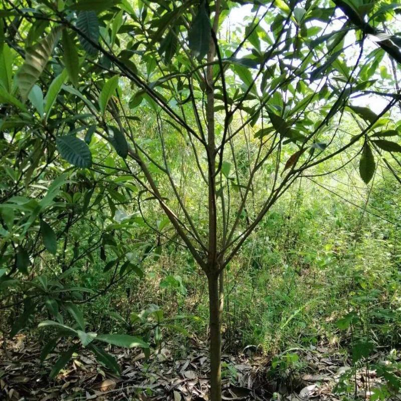 3cm到10cm高杆枇杷树移植苗圃绿化用苗