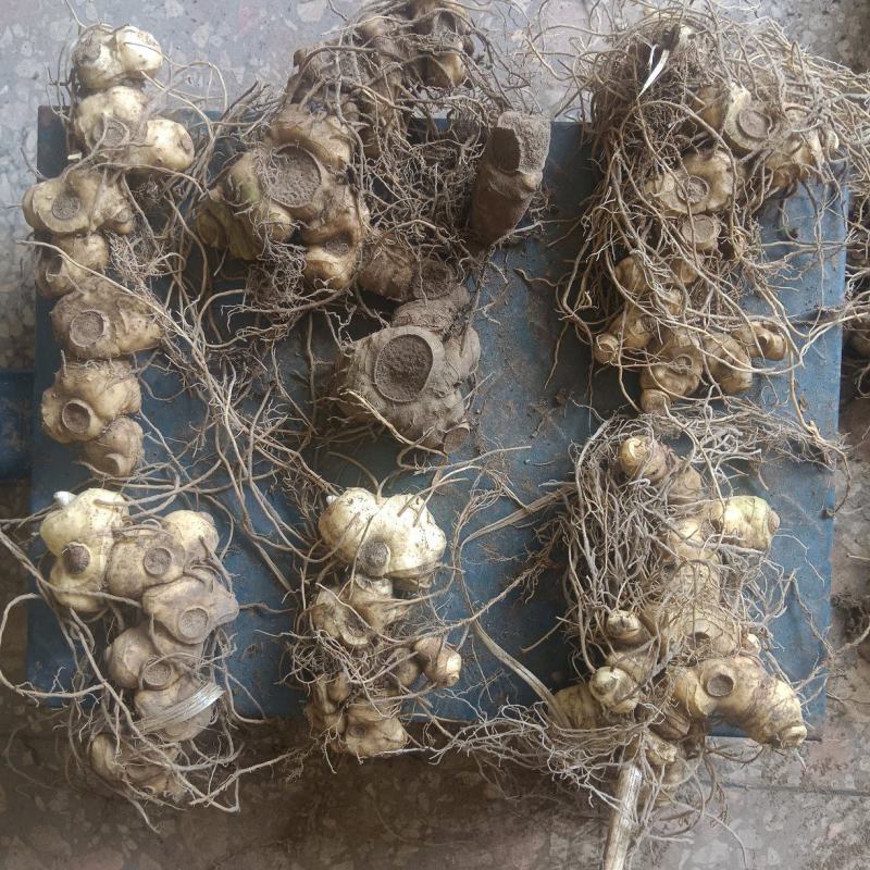 黄精鲜货，姜形多花药食同源九制黄精野生货带根须，