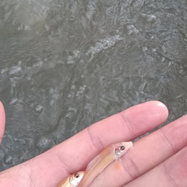 粉红鲨