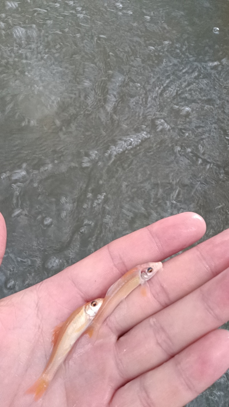 粉红鲨