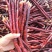 【热卖】灵芝草基地直供一手货源价优全国发货