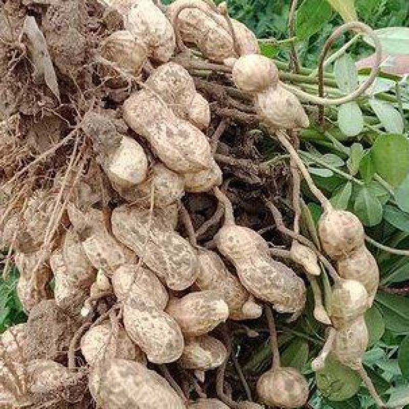 鲁蒊八号鲜花生