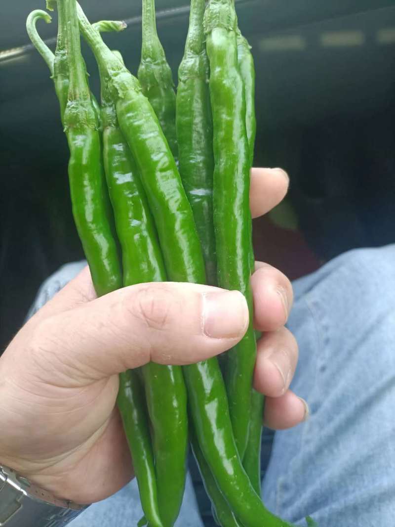 精品三号线椒看图入看物