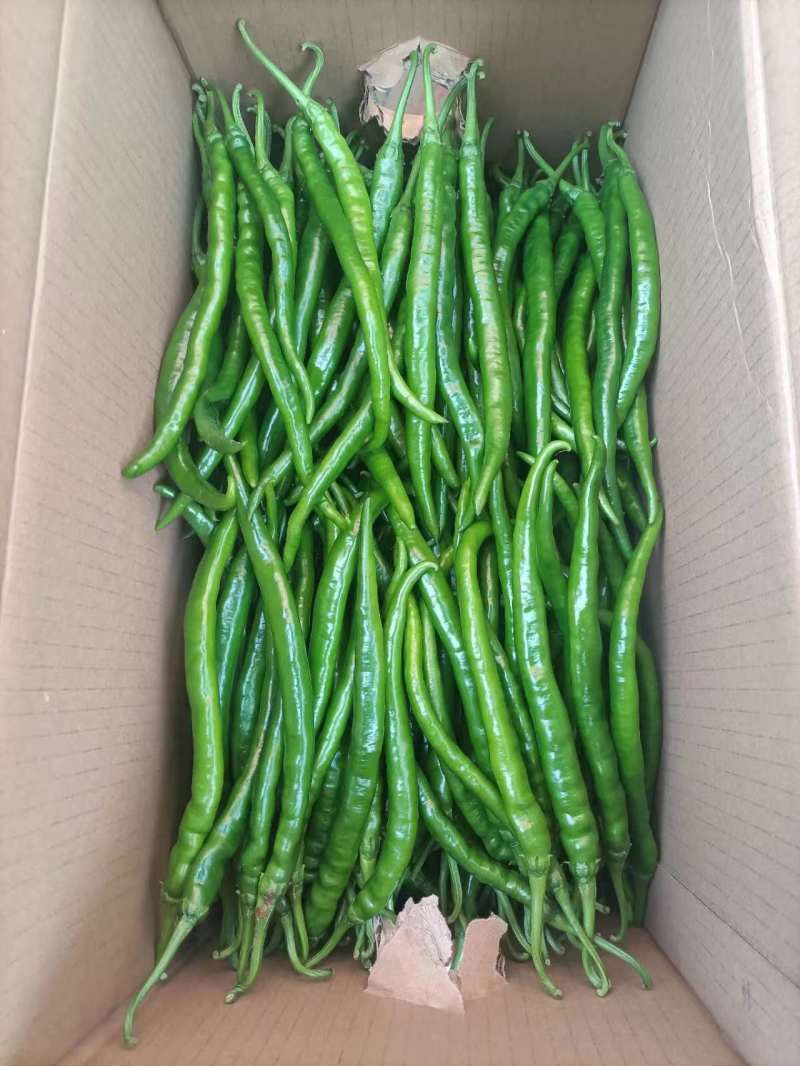 精品三号线椒看图入看物