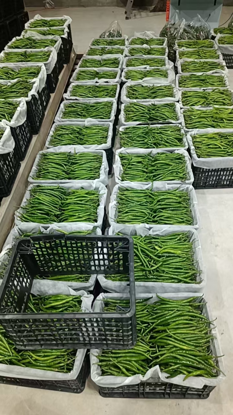 精品三号线椒看图入看物