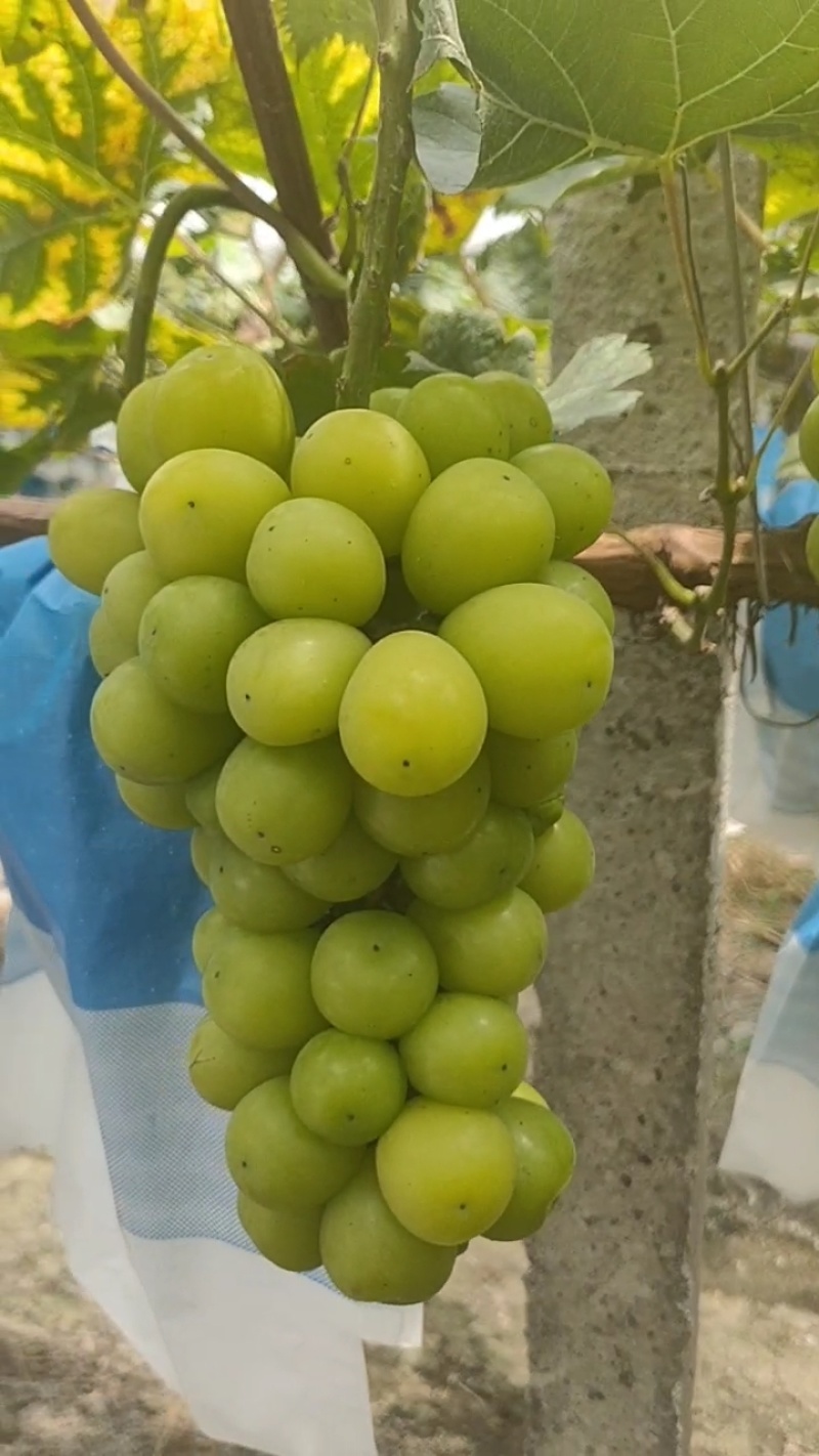 葡萄/桂林葡萄/广西葡萄/阳光玫瑰/自家种植欢迎来电
