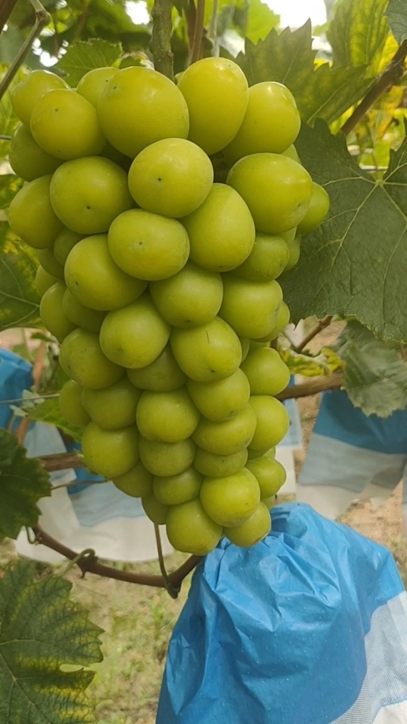 葡萄/桂林葡萄/广西葡萄/阳光玫瑰/自家种植欢迎来电
