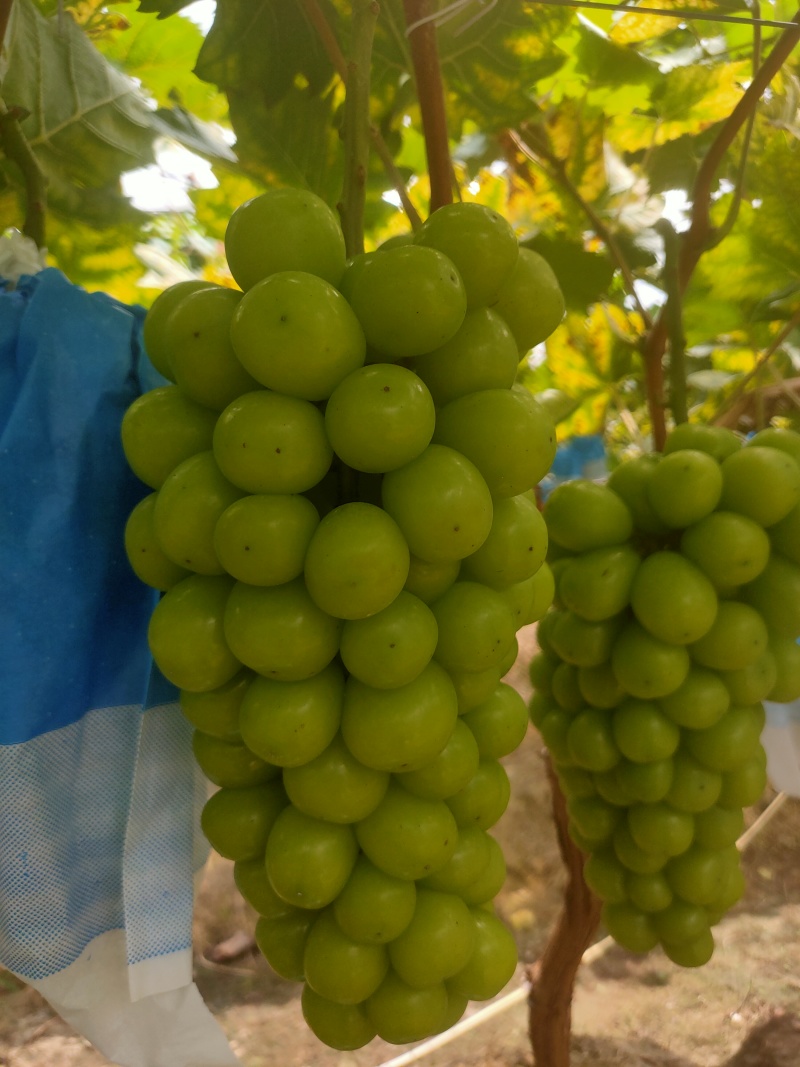 葡萄/桂林葡萄/广西葡萄/阳光玫瑰/自家种植欢迎来电