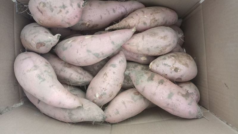 红薯龙九西瓜红开封山芋蜜薯红皮黄心大头中条
