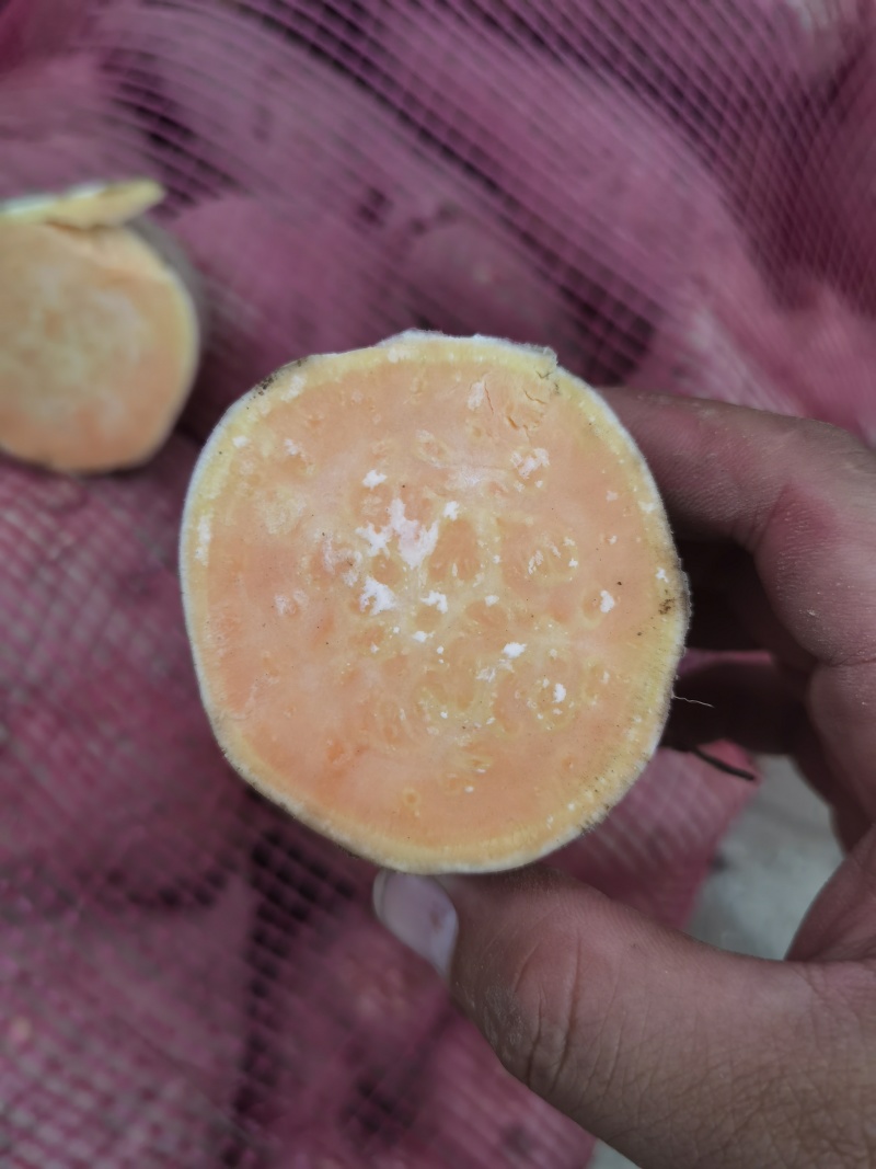 红薯龙九西瓜红开封山芋蜜薯红皮黄心大头中条