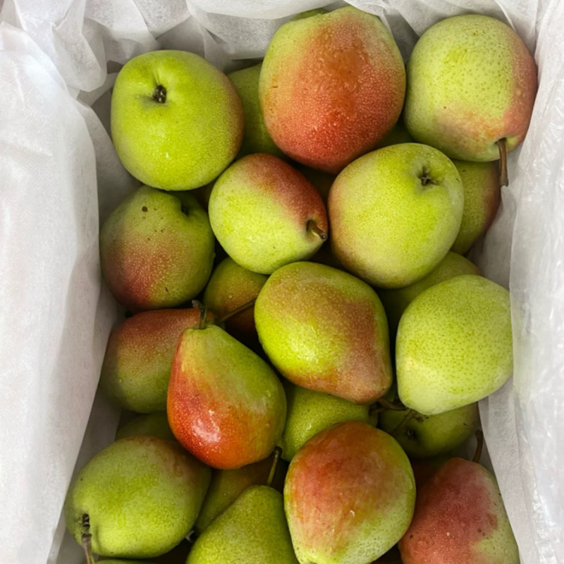 红香酥梨电商市场商超货源精品梨子